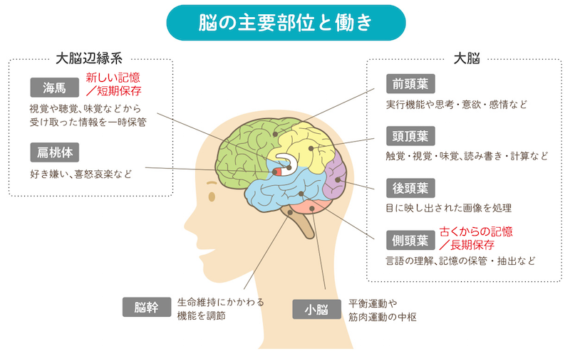 脳の役割